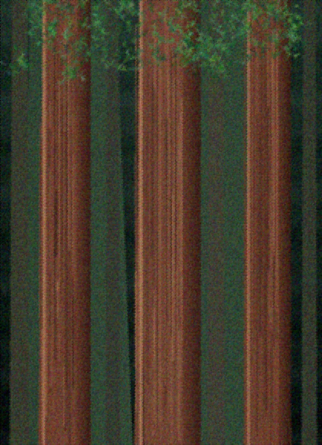 Sequoia art rug — redwood grove on deep forest green